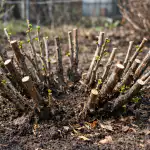 Jak zajistit, aby angrešt plodil ve vědrech při jarním prořezávání jak-zajistit-aby-angrest-plodil-ve-vedrech-pri-jarnim-prorezavani.png