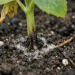 Hlavní nepřátelé mladých okurek hlavni-nepratele-mladych-okurek.png