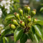 Hrušeň po letošním jarním triku neuspěje s úrodou. hrusen-po-letosnim-jarnim-triku-neuspeje-s-urodou.png