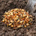 Jak jsem za jednu sezónu vyčistil zeleninovou zahradu od drátovců bez chemie jak-jsem-za-jednu-sezonu-vycistil-zeleninovou-zahradu-od-dratovcu.png