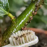 Jak zachránit svůj domácí citron před jarními červánky pomocí jednoho jednoduchého prostředku jak-zachranit-svuj-domaci-citron-pred-jarnimi-cervanky-pomoci-jednoho.png