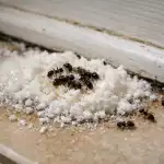 Jedlá soda a ocet proti mravencům na jaře aneb jak zachránit dům za drobné bez chemikálií jedla-soda-a-ocet-proti-mravencum-na-jare-aneb-jak.png