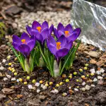 Krokusy odmítají kvést ve stínu a co s tím dělat právě teď krokusy-odmitaji-kvest-ve-stinu-a-co-s-tim-delat.png