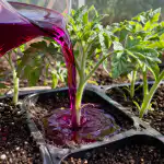 Mangan na jaře promění slabé sazenice v silné rostliny během jediné zálivky mangan-na-jare-promeni-slabe-sazenice-v-silne-rostliny-behem.png