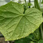 Mouchy na okurkách zmizí přes noc díky léku z drogerie za pár korun mouchy-na-okurkach-zmizi-pres-noc-diky-leku-z-drogerie.png