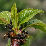 Mšice třešňové navždy zmizí po jednom léku z drogerie za pár korun msice-tresnove-navzdy-zmizi-po-jednom-leku-z-drogerie-za.png