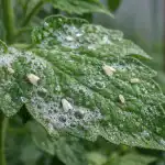 Mušky zmizí během jednoho dne s bezcenným lékem z lékárničky. musky-zmizi-behem-jednoho-dne-s-bezcennym-lekem-z-lekarnicky.png