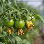 Pět příčin prázdných květenství a osvědčený způsob, jak přimět rajčata plodit pet-pricin-prazdnych-kvetenstvi-a-osvedceny-zpusob-jak-primet-rajcata.png
