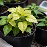 Pokud vaše mladé papriky náhle ztratí svou sytě zelenou barvu a stanou se děsivě světlými, nespěchejte s hnojením dusíkem. Nejčastěji není příčinou nedostatek živin v půdě, ale fyziologický útlum způsobený nízkými teplotami, které blokují vstřebávání mikroživin. Tento obrázek na svých parapetech pozoruji už léta a vytvořil jsem si jasný algoritmus, jak rostliny během pár dní přivést zpět k životu, aniž bych utratil příliš mnoho peněz. pokud-vase-mlade-papriky-nahle-ztrati-svou-syte-zelenou-barvu.png