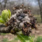 Prázdný sad na jaře místo úrody hrušek kvůli skrytým infekcím prazdny-sad-na-jare-misto-urody-hrusek-kvuli-skrytym-infekcim.png