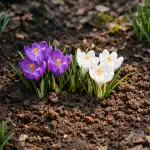 Proč jarní krokusy tvrdošíjně odmítají kvést ve stínu proc-jarni-krokusy-tvrdosijne-odmitaji-kvest-ve-stinu.png