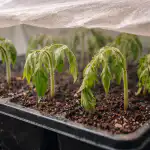 Proč mladé sazenice rajčat odumírají ihned po přesazení proc-mlade-sazenice-rajcat-odumiraji-ihned-po-presazeni.png