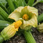 Proč na cuketách rostou jen duté květy a jak to napravit během jediného dne proc-na-cuketach-rostou-jen-dute-kvety-a-jak-to.png