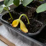 Proč sazenice okurek náhle zežloutnou a opadají? proc-sazenice-okurek-nahle-zezloutnou-a-opadaji.png