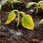 Proč sazenice okurek přes noc polehávají a žloutnou proc-sazenice-okurek-pres-noc-polehavaji-a-zloutnou.png