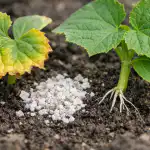 Proč sazenice okurek žloutnou kvůli nadbytku draslíku a jak zachránit úrodu proc-sazenice-okurek-zloutnou-kvuli-nadbytku-drasliku-a-jak-zachranit.png