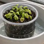 Proč sazenice petúnií na jarním slunci náhle usychají? proc-sazenice-petunii-na-jarnim-slunci-nahle-usychaji.png