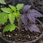 Proč sazenice rajčat fialoví a jak tomu přes noc zabránit proc-sazenice-rajcat-fialovi-a-jak-tomu-pres-noc-zabranit.png