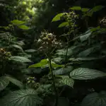 Proč vaše maliny odmítají plodit ve stinné zahradě? proc-vase-maliny-odmitaji-plodit-ve-stinne-zahrade.png