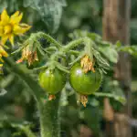 Rajčata kvetou, ale nezapadají a jak to napravit během jednoho dne rajcata-kvetou-ale-nezapadaji-a-jak-to-napravit-behem-jednoho.png