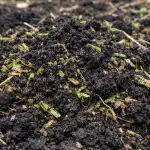 Sideráty na jaře promění vyčerpanou půdu v kyprou černozem sideraty-na-jare-promeni-vycerpanou-pudu-v-kyprou-cernozem.png