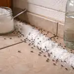 Soda a ocet způsobí, že mravenci letos na jaře navždy zapomenou na cestu do vašeho domova. soda-a-ocet-zpusobi-ze-mravenci-letos-na-jare-navzdy.png