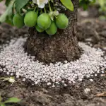 Švestka opouští vaječníky kvůli nedostatku draslíku a jak to na jaře napravit svestka-opousti-vajecniky-kvuli-nedostatku-drasliku-a-jak-to-na.png