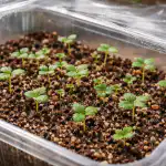 Tajemství brzké sklizně jahod ze semen bez zbytečných nákladů a námahy tajemstvi-brzke-sklizne-jahod-ze-semen-bez-zbytecnych-nakladu-a.png