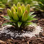 Tajemství náhlého probuzení lilií pomůže dosáhnout poupat již v této sezóně. tajemstvi-nahleho-probuzeni-lilii-pomuze-dosahnout-poupat-jiz-v-teto.png