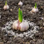 Tajemství obřího česneku vysazeného na jaře ze semen tajemstvi-obriho-cesneku-vysazeneho-na-jare-ze-semen.png