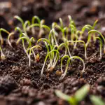 Tajemství rychlého jarního klíčení kopru pro svěží zeleň tajemstvi-rychleho-jarniho-kliceni-kopru-pro-svezi-zelen.png