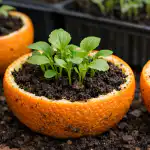 Tajemství silné sazenice se skrývá v obyčejné pomerančové kůře tajemstvi-silne-sazenice-se-skryva-v-obycejne-pomerancove-kure.png