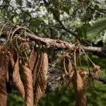 Vaše třešeň ihned po odkvětu usychá a neplodí plody. vase-tresen-ihned-po-odkvetu-usycha-a-neplodi-plody.png