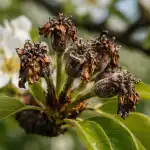 Zákeřní nepřátelé jarních květů zakerni-nepratele-jarnich-kvetu.png