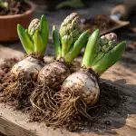 Hyacinty zklamou prázdnou zelení místo svěžích květů. hyacinty-zklamou-prazdnou-zeleni-misto-svezich-kvetu.png