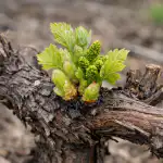 Jak zajistit plody hroznů po náhlých jarních mrazech jak-zajistit-plody-hroznu-po-nahlych-jarnich-mrazech.png