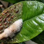 Proč běžný postřik nefunguje proc-bezny-postrik-nefunguje.png