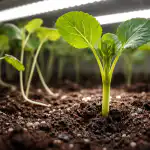 Proč je světlo pro stonek klíčové proc-je-svetlo-pro-stonek-klicove.png