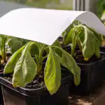 Proč jemné sazenice lilku pod jarními paprsky hynou proc-jemne-sazenice-lilku-pod-jarnimi-paprsky-hynou.png