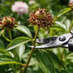 Prořezávání pivoněk na jaře po odkvětu zajistí svěží poupata v příští sezóně prorezavani-pivonek-na-jare-po-odkvetu-zajisti-svezi-poupata-v.png