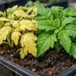 Sazenice rajčat žloutnou z horka a po jednom jednoduchém úkonu rychle získávají zpět barvu. sazenice-rajcat-zloutnou-z-horka-a-po-jednom-jednoduchem-ukonu.png