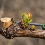 Skryté příčiny ztrát úrody vinné révy v důsledku jarních mrazíků a metody záchrany vinné révy skryte-priciny-ztrat-urody-vinne-revy-v-dusledku-jarnich-mraziku.png