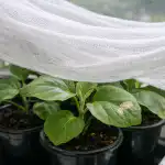 Smrtící past pro křehké lilky na jarním parapetu smrtici-past-pro-krehke-lilky-na-jarnim-parapetu.png