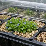 Tajemství záchrany choulostivé lobelky před náhlým uvadnutím v kazetách tajemstvi-zachrany-choulostive-lobelky-pred-nahlym-uvadnutim-v-kazetach.png