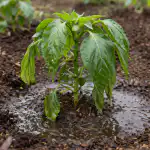 Umírající sazenice papriky v zemi se zotaví po jednom jednoduchém postupu. umirajici-sazenice-papriky-v-zemi-se-zotavi-po-jednom-jednoduchem.png