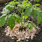 Vaječné skořápky ochrání sazenice rajčat před vrcholovou hnilobou a okyselením půdy. vajecne-skorapky-ochrani-sazenice-rajcat-pred-vrcholovou-hnilobou-a-okyselenim.png