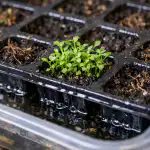 Záchrana křehkých sazenic lobelky před náhlým uschnutím v kazetách zachrana-krehkych-sazenic-lobelky-pred-nahlym-uschnutim-v-kazetach.png